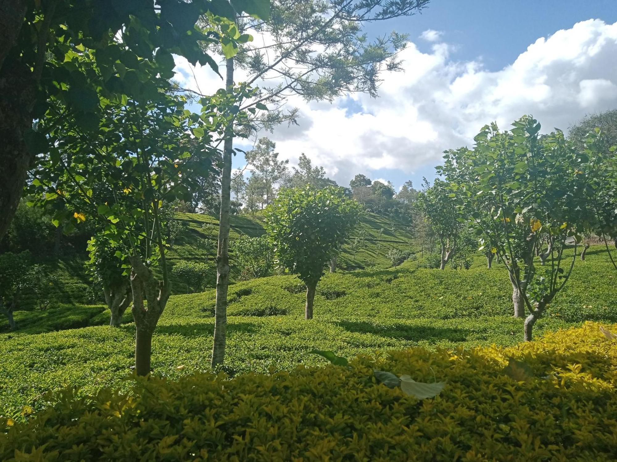 Princess Of Dickoya Homestay هاتون الغرفة الصورة